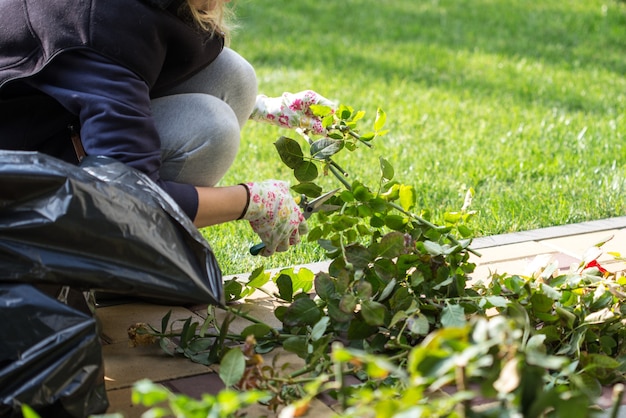 Gardener cuts the rose bushes