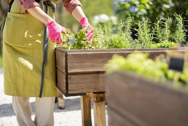 Gardener cutting spicy herbs with scissors