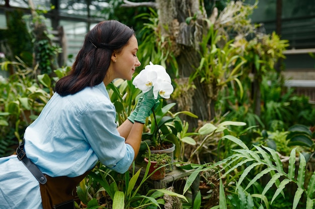 Gardener florist smelling orchid flower blossom touch petal with hands in gloves. Greenhouse market and floristry concept