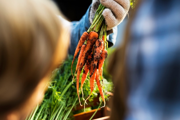 Gardener gives organic fresh agricultural carrots to customer