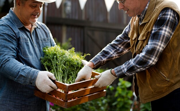 Gardener gives organic fresh agricultural product to customer