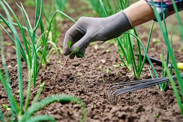 熊手庭の仕事と植物の世話をしている裏庭の庭でタマネギを除草する手袋の庭師