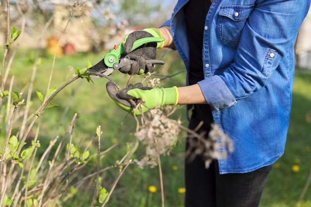 Gardener in gloves with garden shears cuts dry branches on spring hydrangea bush