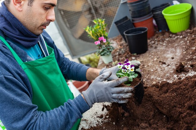 Gardener in a greenhouse transplant pansies for sale.