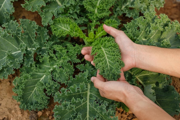 Фото Рука садовника, держащая лист капусты для проверки качества на органической ферме.