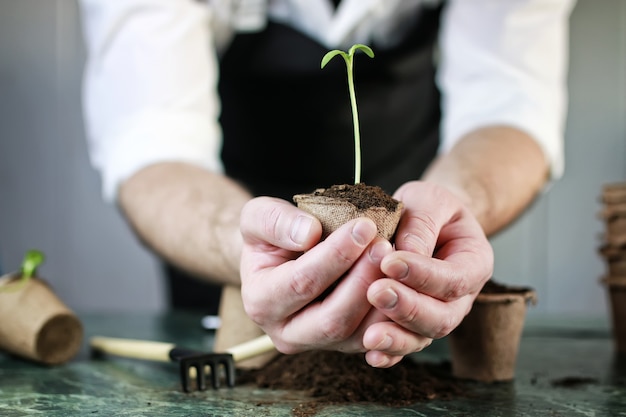 Gardener hand sprout table