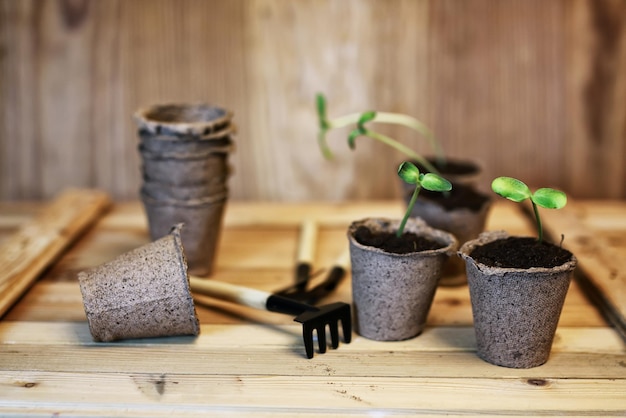 Gardener hand sprout table