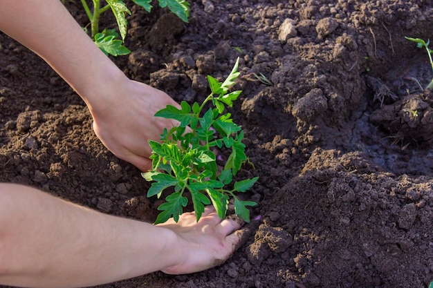 庭師の手が地面にトマトの苗を植える