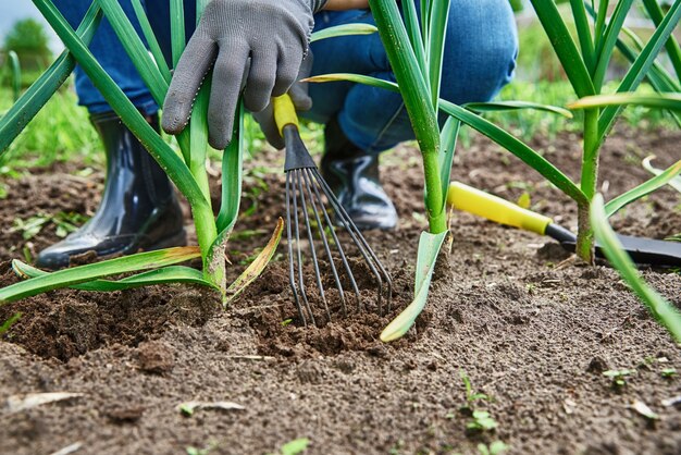 Gardener hands weeding onion in garden