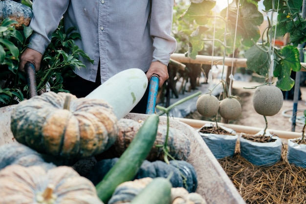 Gardener harvest vegetables from the garden.