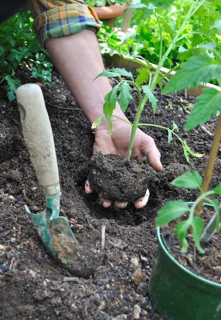 Gardener holding the clod of a tomato plant to plant it
