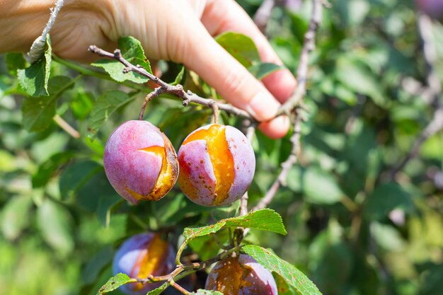 The gardener holds a branch with a ripe plum cracked after the rain a spoiled crop