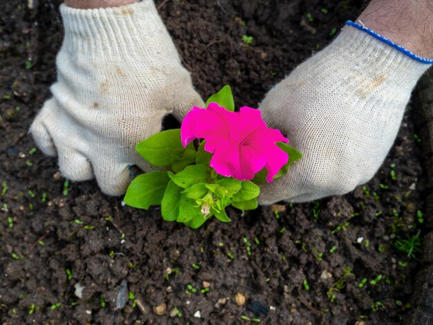 The gardener holds a bright flower in his hands and plants it in the prepared soil. Gloves on the hands, top view, flat lay. Agriculture