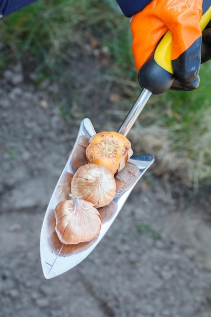 Gardener is holding a shovel and tulip flower bulbs in her hand and is going to plant them