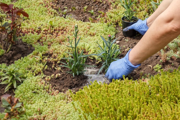 Gardener is planting cloves in a ground on a garden bed