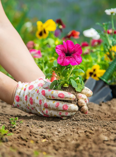 Il giardiniere sta piantando un giardino fiorito. messa a fuoco selettiva.