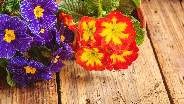 Il giardiniere sta piantando fiori in giardino messa a fuoco selettiva della natura