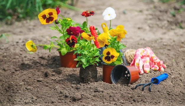 The gardener is planting flowers in the garden Selective focus nature