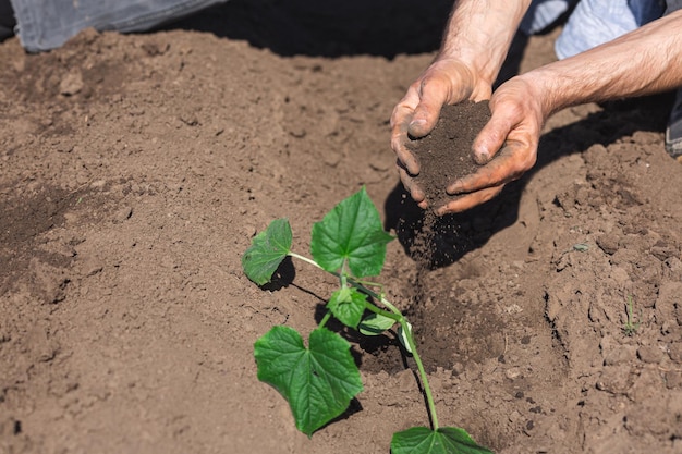 Il giardiniere sta piantando piantine di cetrioli in primo piano