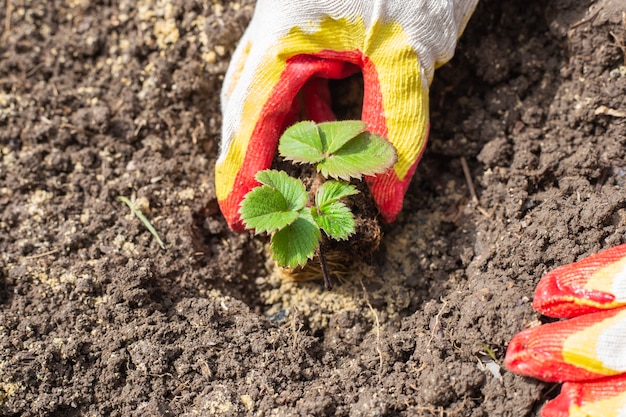 A gardener is planting strawberries in the ground