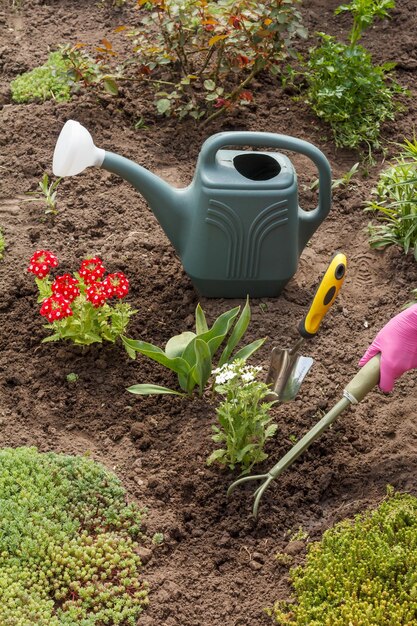 Gardener is planting white verbena flowers using a rake in a
garden bed flower bed organization