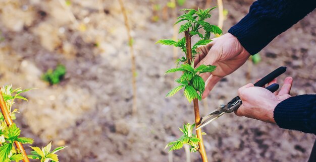 The gardener is pruning raspberry bushes in the garden. Selective focus. nature.