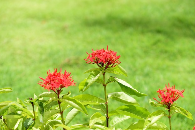 Il giardiniere sta innaffiando i fiori nel parco