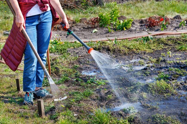 A gardener is watering his vegetable garden in a spring garden with a sprinkler