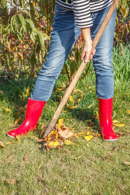 Gardener in jeans pants and red rubber boots cleans dry leaves with the old rake in autumn.