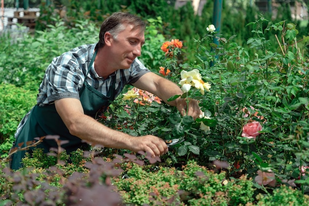 Giardiniere che abbellisce e si prende cura di bellissime rose