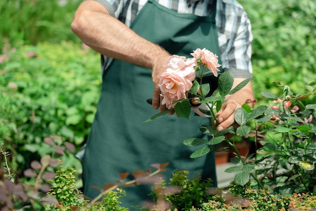 Gardener landscaping and taking care of beautiful roses