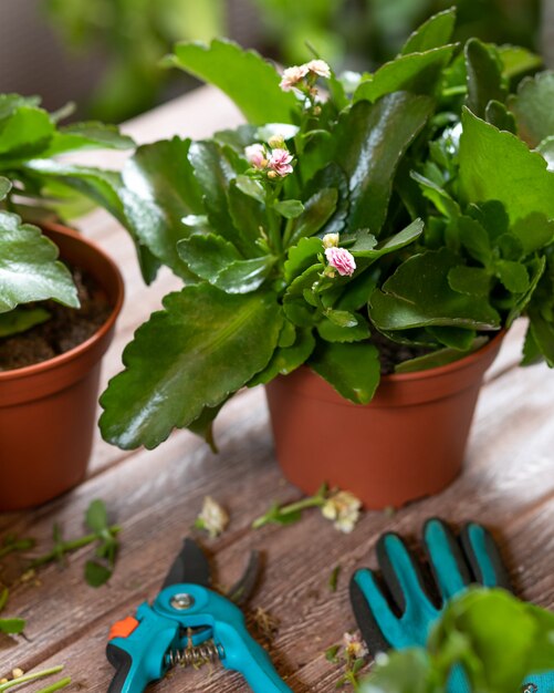 Gardener man cutting Widow's-thrill, Kalanchoe plant with garden scissors and glovesWidow's-thrill, Kalanchoe plant with garden scissors and gloves