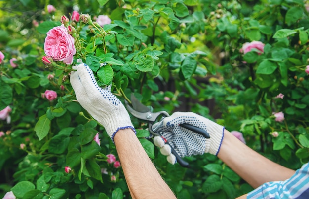 Gardener man pruning tea rose shears.