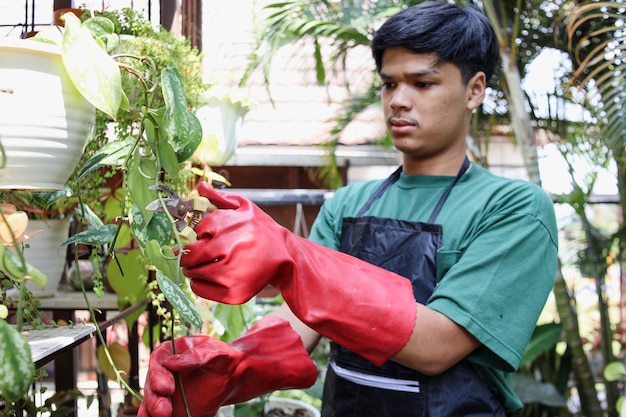 Gardener man wearing apron and gloves works to maintain potted plants