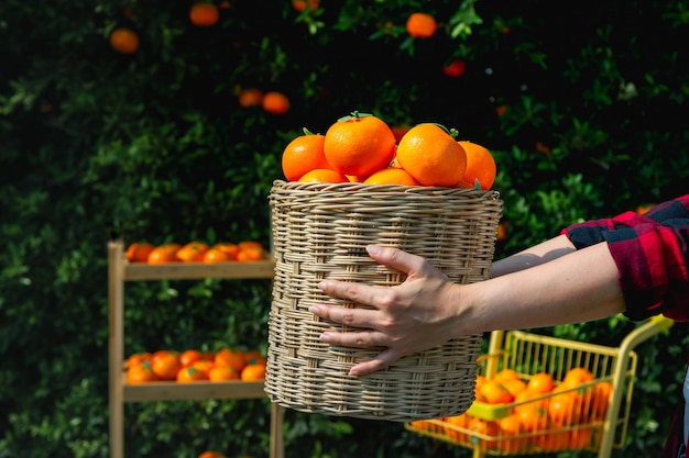 Gardener oranges fresh in mandarin orange plantation