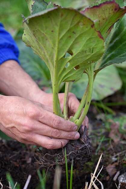 Photo gardener planting bergenia crassifolia in the garden spring garden works concept