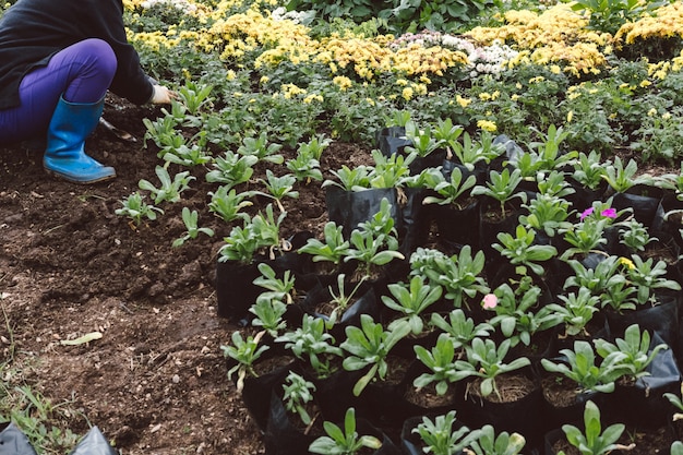 Gardener planting flower in garden