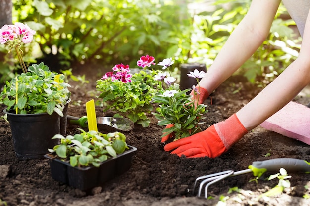 Gardener planting flowers in the garden, close up photo.