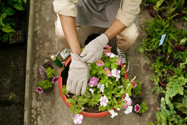 ポットに花を植える庭師