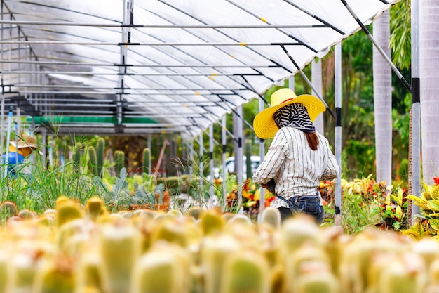 写真 庭師が庭に新しい赤ちゃんサボテンを植えます。庭の計画。