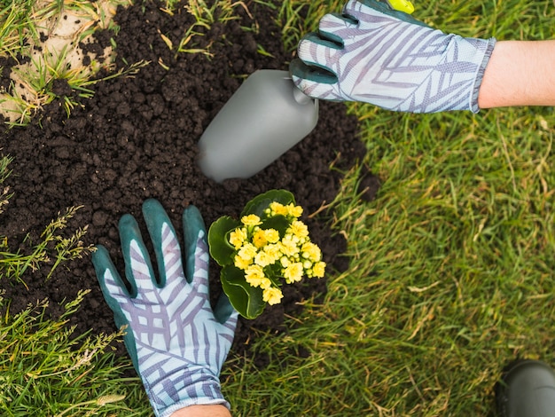 Gardener planting succulent plant in soil