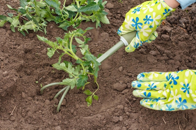 Садовник сажает рассаду помидоров в почву сада