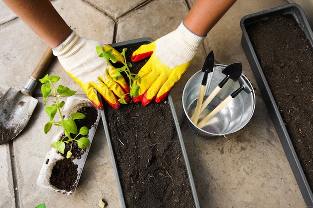 Gardener planting with flower pots tools. woman hand planting flowers petunia in the summer garden at home, outdoor. concept of gardening and flowers. gardener planting with flower pots tools. high