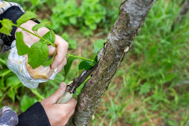 A gardener prunes a tree with pruning shears on a spring day Sanitary pruning of trees and shrubs in the garden