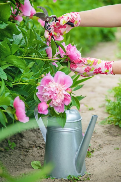 Gardener pruning flowers peonies pruners.