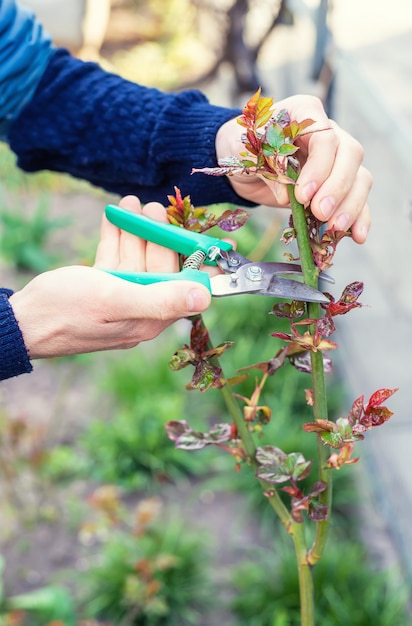 Gardener pruning roses in the garden. selective focus.