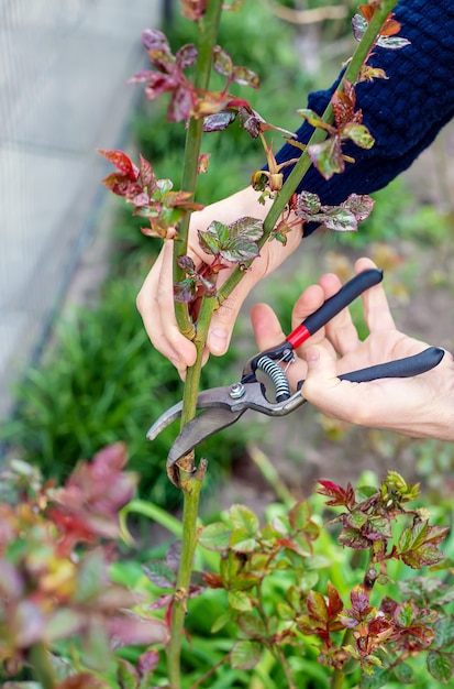 Gardener pruning roses in the garden.