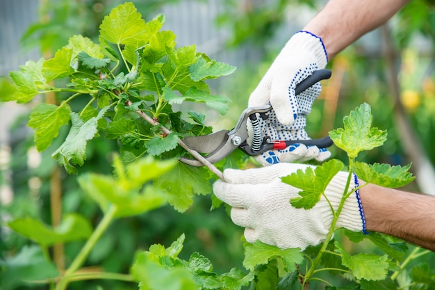 Gardener pruning shears bushes. Garden.