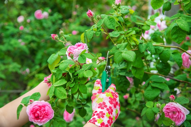 Photo gardener pruning tea rose shears. selective focus.