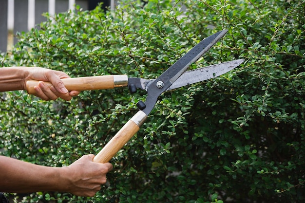 Gardener pruning trees with pruning shears on nature background.